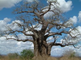 Baobab in Tsavo East