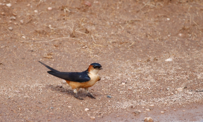 Mosque Swallow