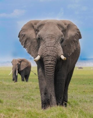 Elephants-Amboseli