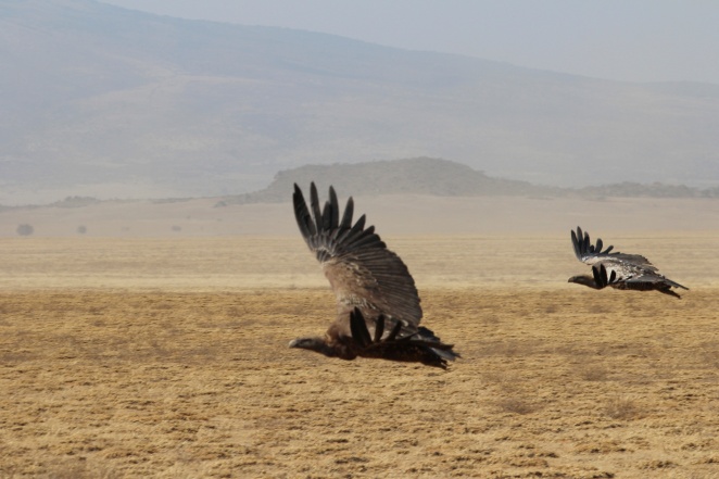 African White-backed Vulture-Ngorongoro