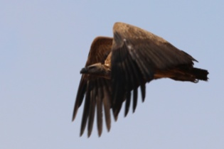 African White-backed Vulture-Ngorongoro