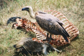 African White-backed Vulture-Maasai Mara, Kenya