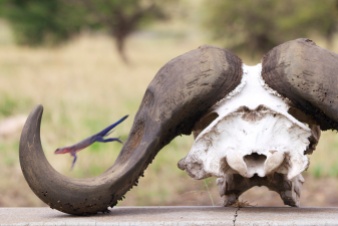 Agama Lizard jumping on a buffalo skull-Serengeti