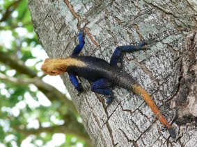 Agama Lizard-Murchinson Falls National Park, Uganda