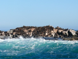 Cape Seals-Hout Bay, South Africa