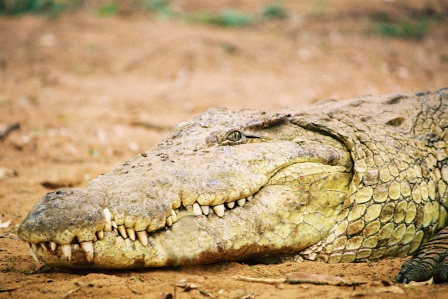 Crocodile-Samburu National Park, Kenya
