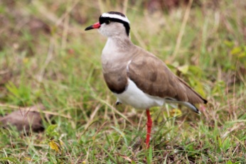 Crowned Lapwing-Arusha National Park