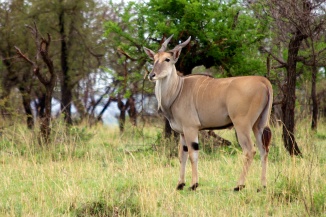 Eland-Serengeti