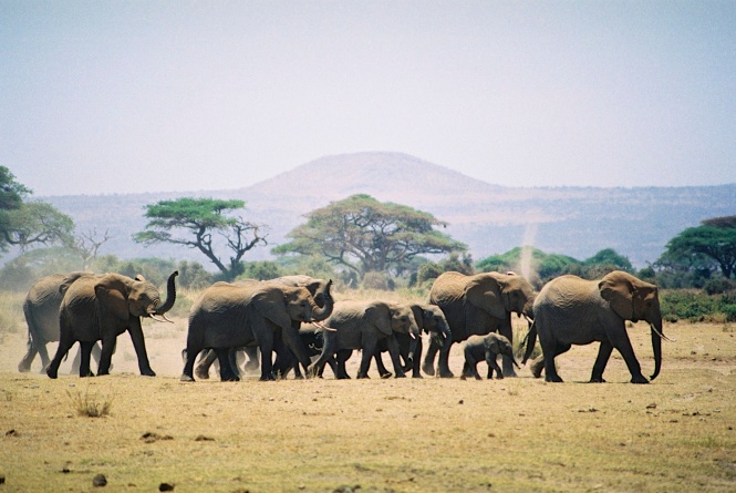 Elephants-Amboseli National Park, Kenya