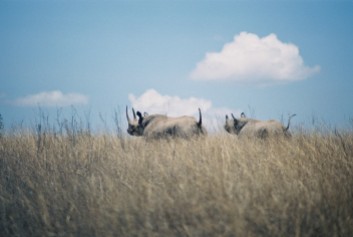 Black Rhinos-Nairobi National Park, Kenya