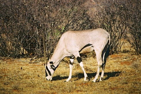 Beisha Oryx-Samburu National Park, Kenya