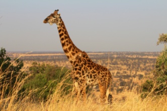 Maasai Giraffe-Serengeti