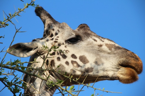 Giraffe-Serengeti