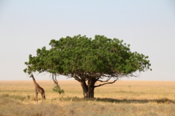 Giraffe-Serengeti