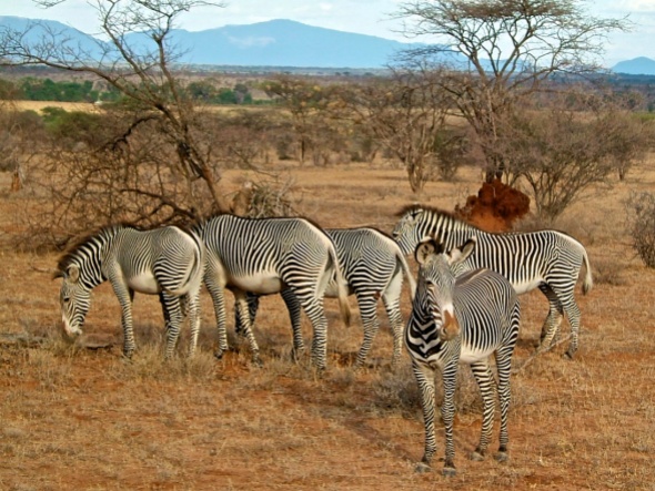 Grevy's Zebra-Samburu National Park, Kenya