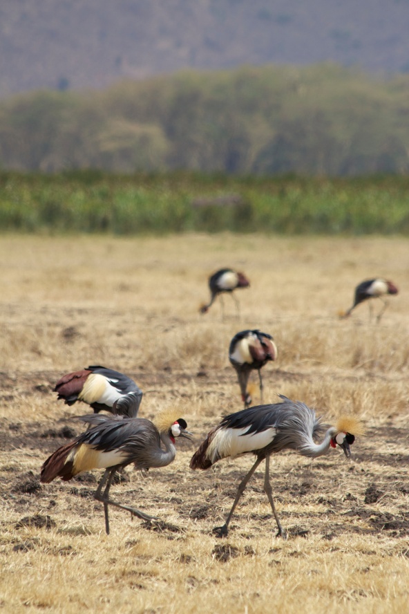 Grey Crowned Crane-Ngorongoro
