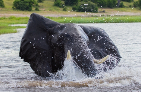 Elephant-Chobe
