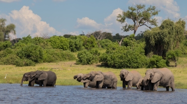 Elephants-Chobe