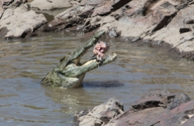 Crocodile-Ruaha