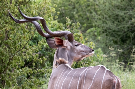 Greater Kudu-Ruaha