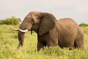 Elephant-Ruaha