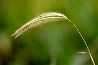 Grass-Ruaha