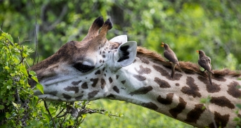 Giraffe with oxpeckers