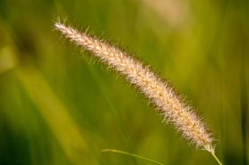 Grass-Ruaha
