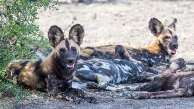 African Wild Dogs-Ndutu