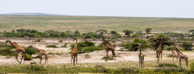 Giraffes-Ndutu