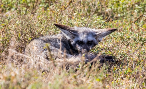 Bat-eared Fox-Ndutu