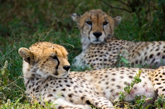 Cheetah-Ndutu