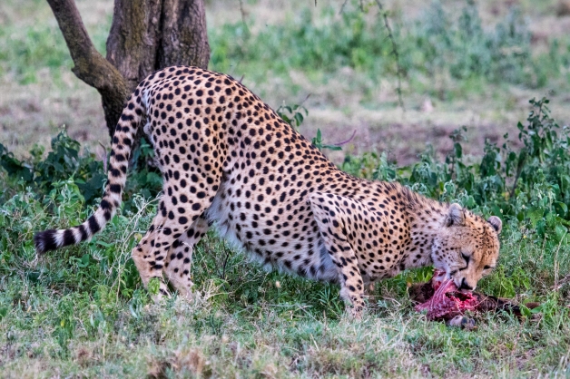 Cheetah-Ndutu