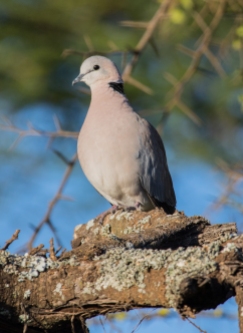 Ringed-necked Dove