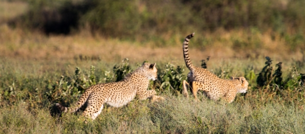 Cheetahs-Ndutu