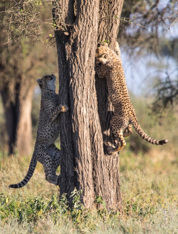 Cheetahs-Ndutu