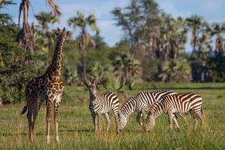 Giraffe and Zebras-Maramboi