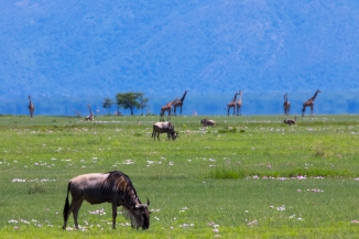 Wildebeast and Giraffes-Maramboi