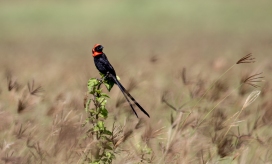 Red-collard Widow Bird