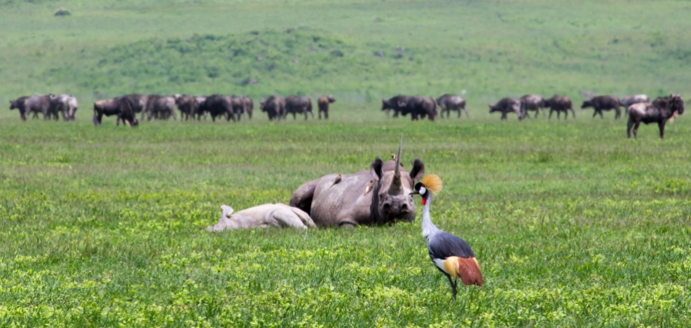 Black Rhino-Ngorongoro