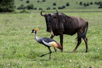 Wildebeast and Grey Crowned Crane-Ngorongoro