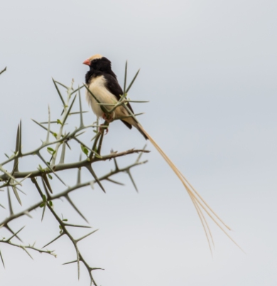 Straw Tailed Whydah