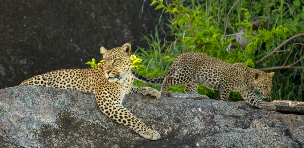 Leopard with cubs-Serengeti