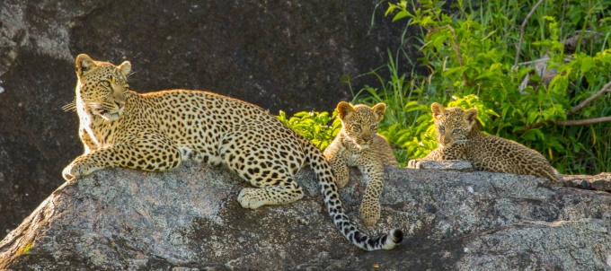 Leopard with cubs-Serengeti