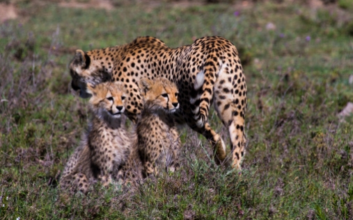 Cheetah with cubs-Serengeti