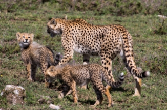 Cheetah with cubs-Serengeti