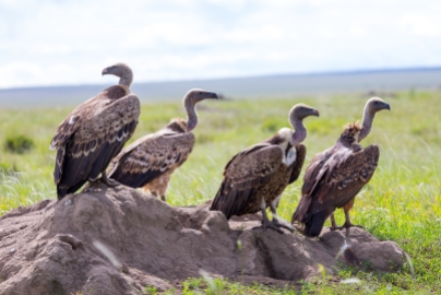 Ruppell´s Griffon Vulture