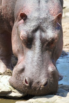 Hippo-Serengeti