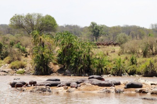 Hippos and wildebeests-Mara River, Serengeti