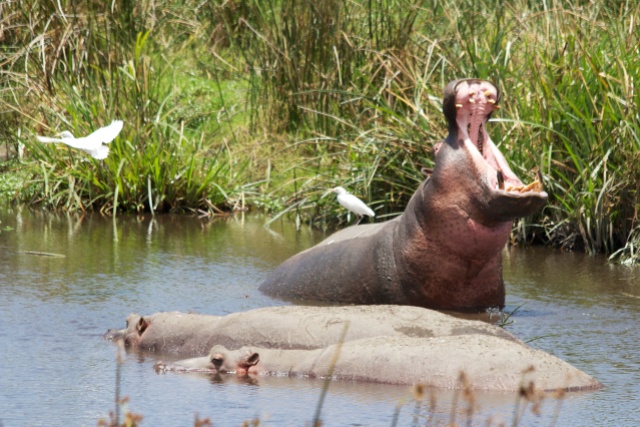 Hippos-Ngorongoro